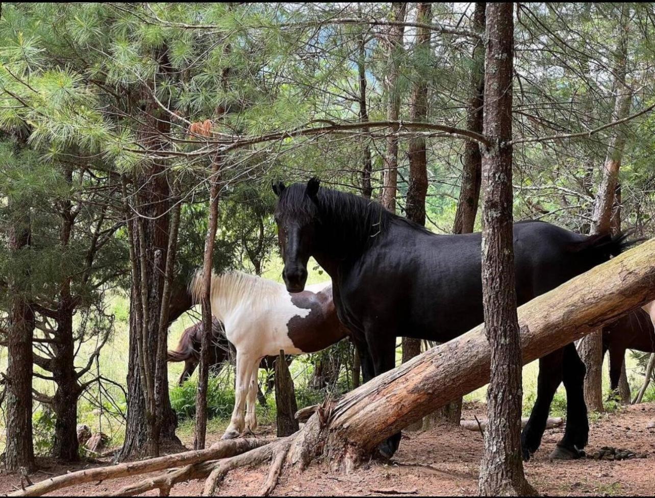 Emerald Woods พิเจนฟอร์จ ภายนอก รูปภาพ